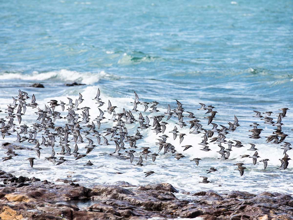 Marine wildlife