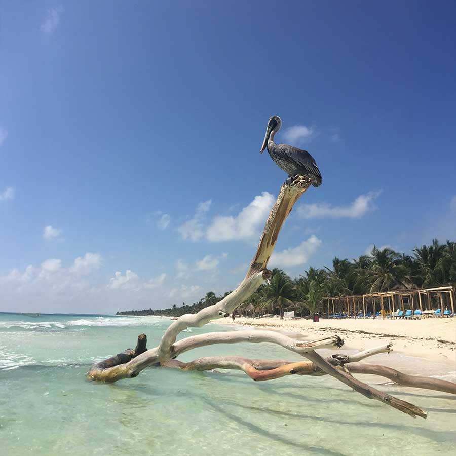 Maya Tulum Pelicano