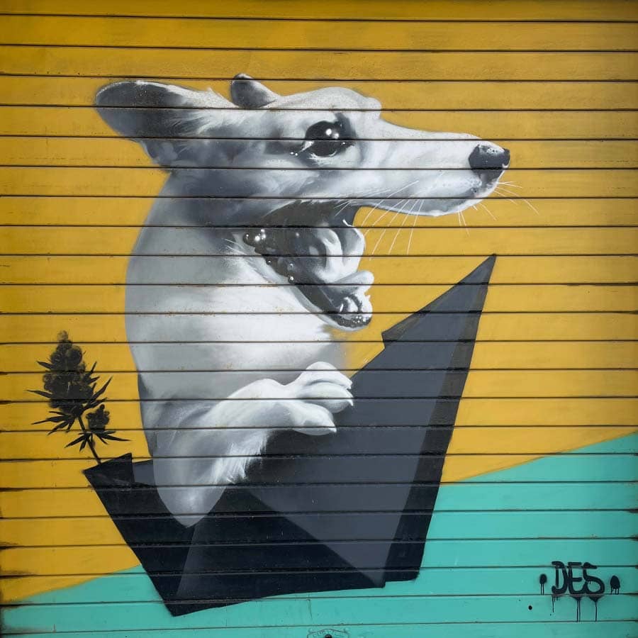 mural art dog street art urban travel experience